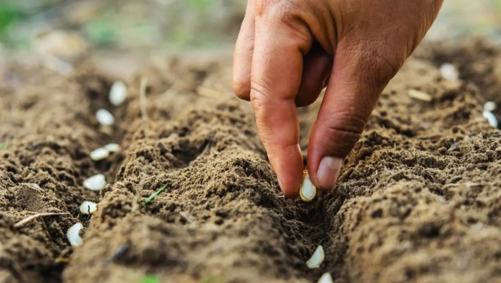Hands planting seeds from Terra Tag’s plantable seed paper into soil, demonstrating how eco-friendly name badges can grow into herbs or flowers after events