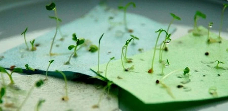Seedlings sprouting from Terra Tag plantable seed paper, demonstrating how eco-friendly name badges grow into herbs or flowers after use