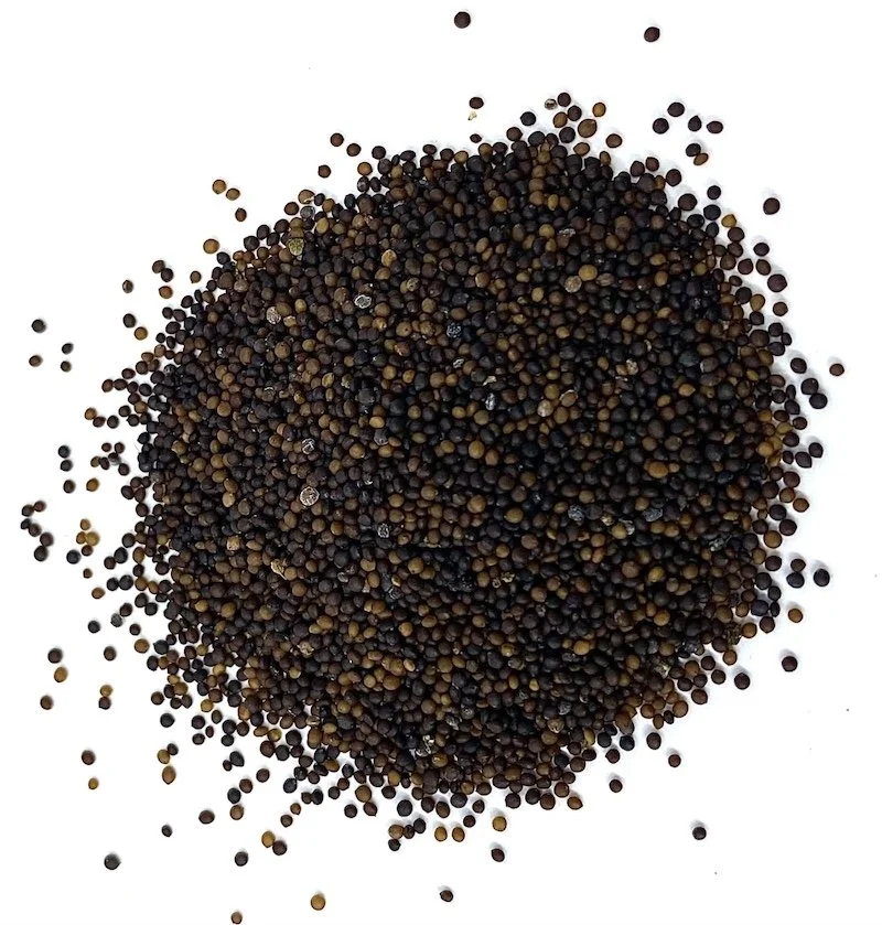 Seeds used in DIY seed paper project