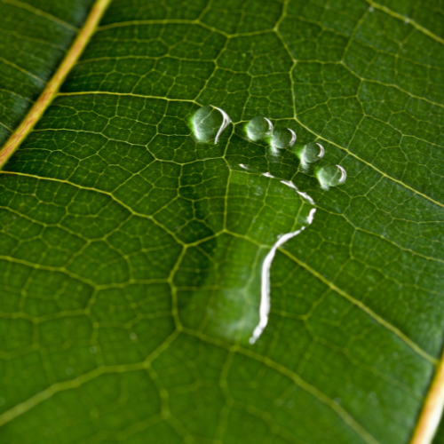 Water shaped like a footprint on a leaf, symbolising Terra Tag’s commitment to light environmental footprint through sustainable event materials and eco-friendly practices