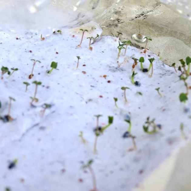 Plants growing from Terra Tag seed paper, demonstrating how to plant eco-friendly name badges to bloom into herbs or flowers after events