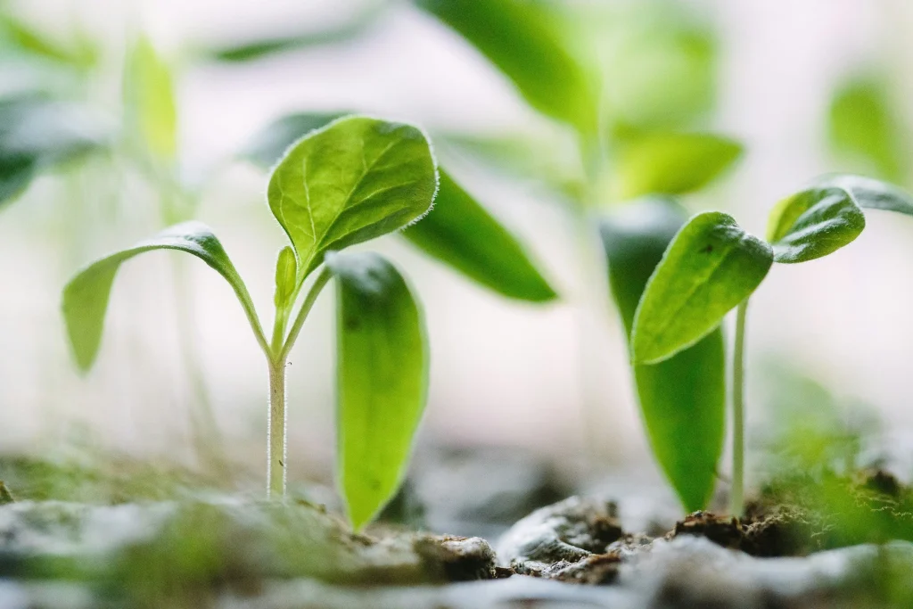 Seedlings sprouting from Terra Tag plantable seed paper, demonstrating how sustainable name badges grow into herbs or flowers after events