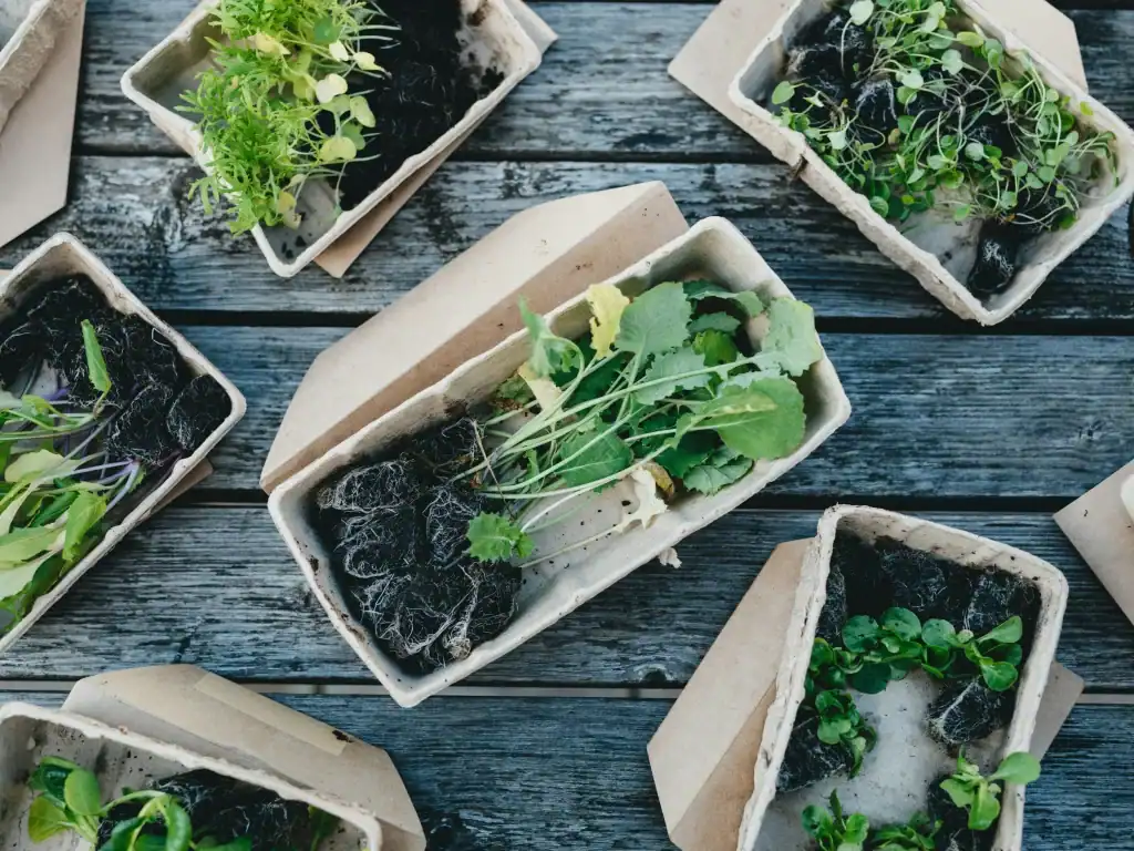 Close-up of herb seedlings growing from Terra Tag seed paper, demonstrating how plantable name badges bloom after events