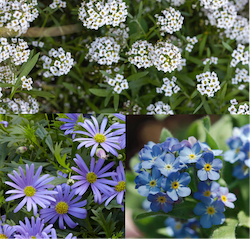 Seed paper mix – Lemon-scented Bottlebrush close-up