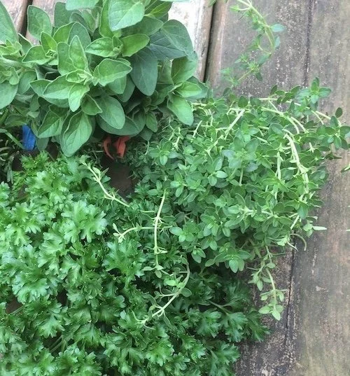 Basil, thyme, and parsley grown from herb seed paper
