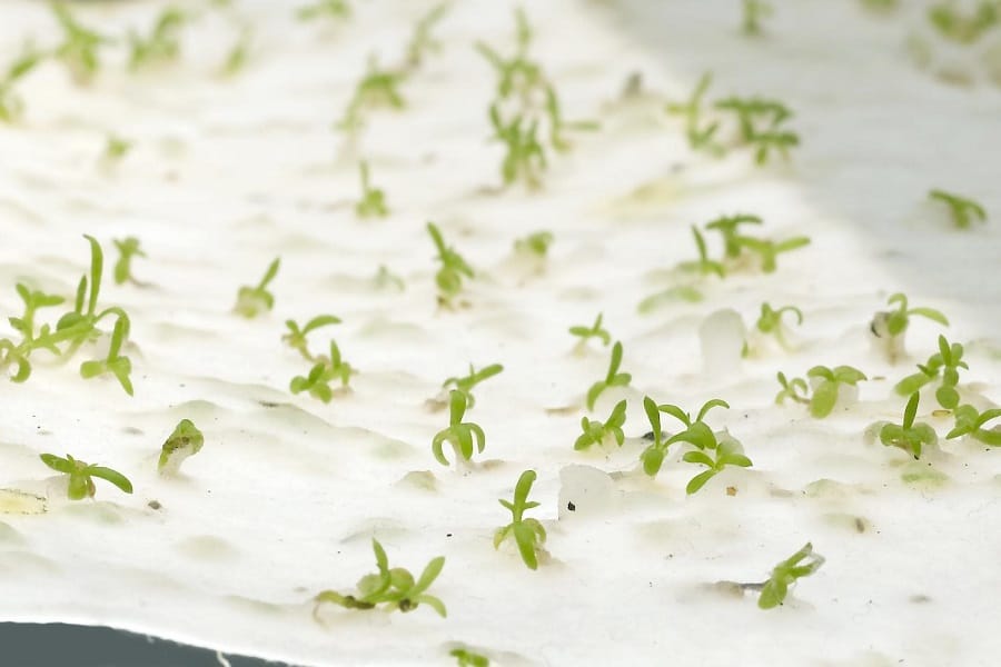 Seedlings growing out of seed paper
