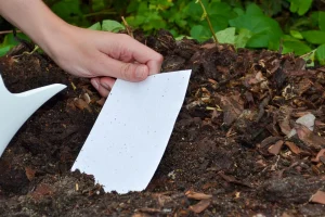 Planting seed paper in soil to begin germination