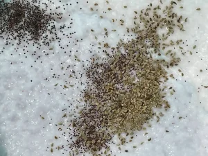 Non GMO seeds used for making seed paper